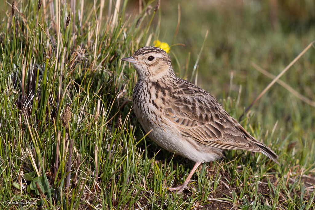Oriental Skylark