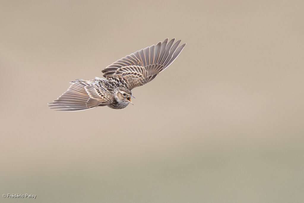 Oriental Skylark, Flight