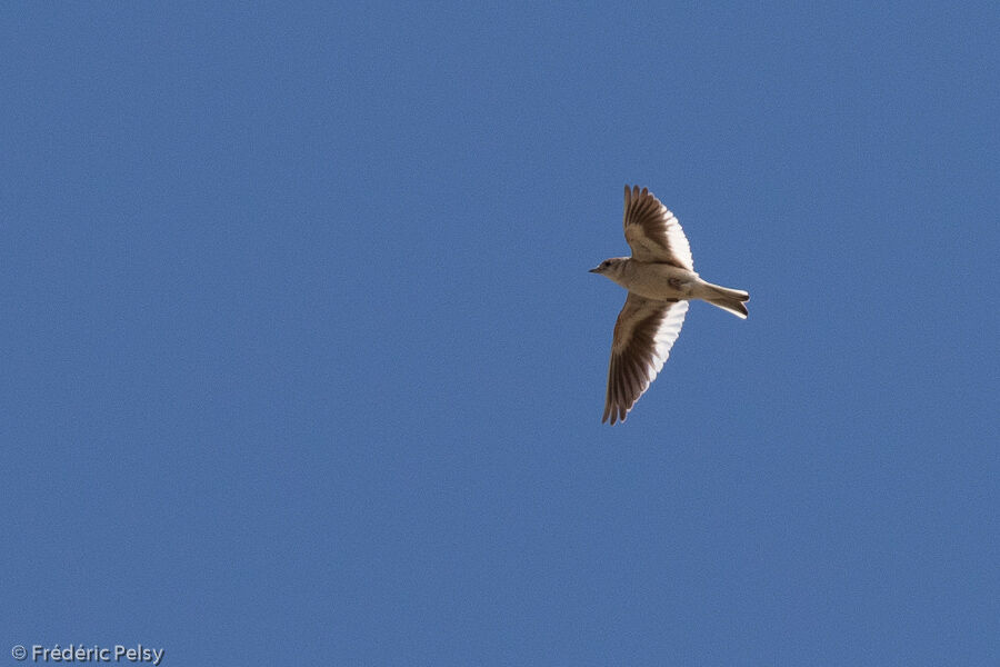 Alouette leucoptère, Vol
