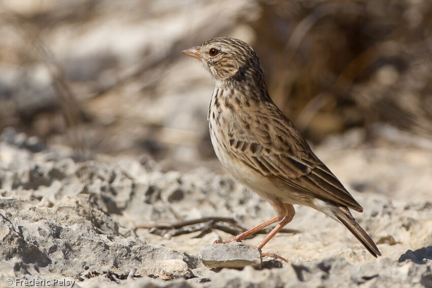 Alouette malgacheadulte