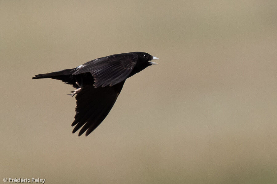 Alouette nègre mâle adulte, Vol