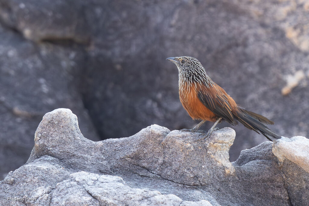 Amytis noir femelle adulte