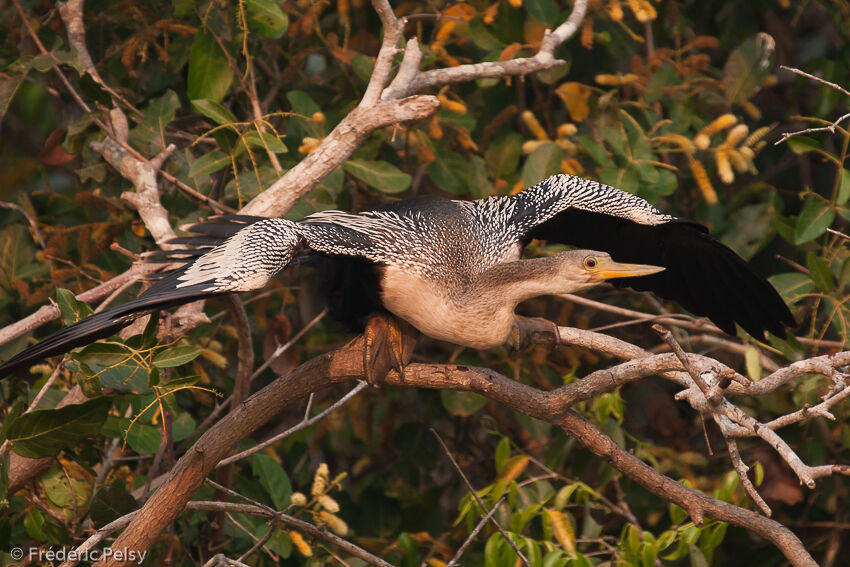 Anhinga d'Amérique