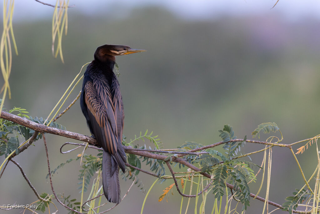 Anhinga d'Australie mâle adulte
