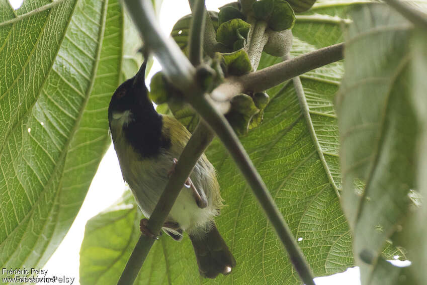 Apalis à face noireadulte, habitat