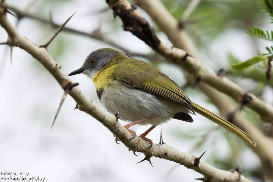 Apalis à gorge jaune mâle adulte, identification