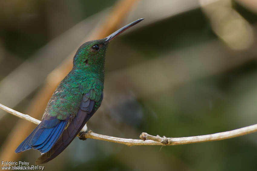Steely-vented Hummingbirdadult, identification