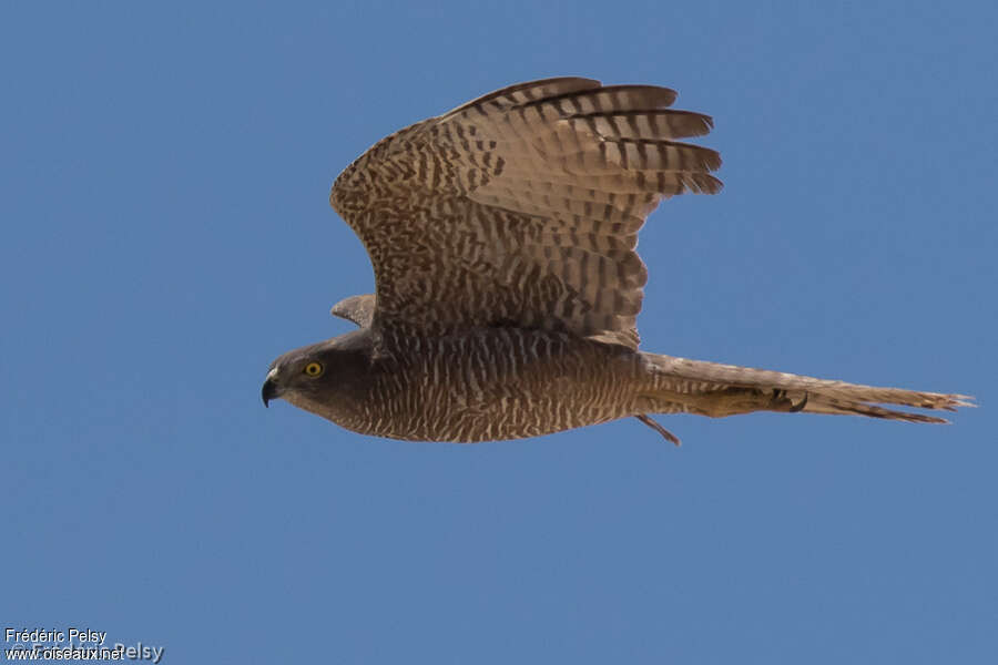 Brown Goshawk, Flight