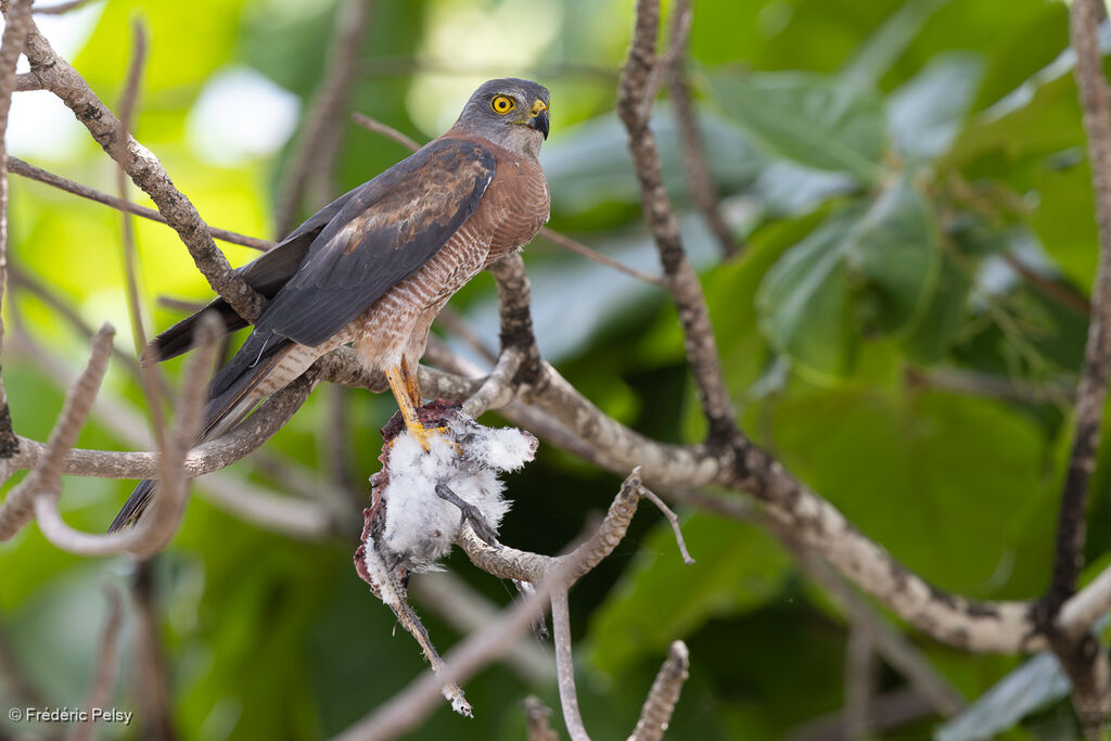 Brown Goshawk