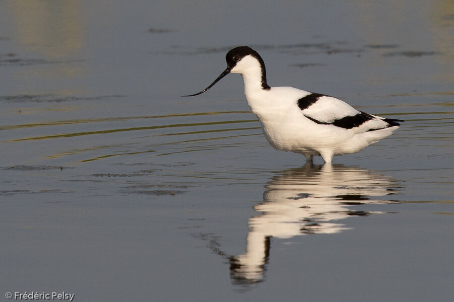 Avocette élégante