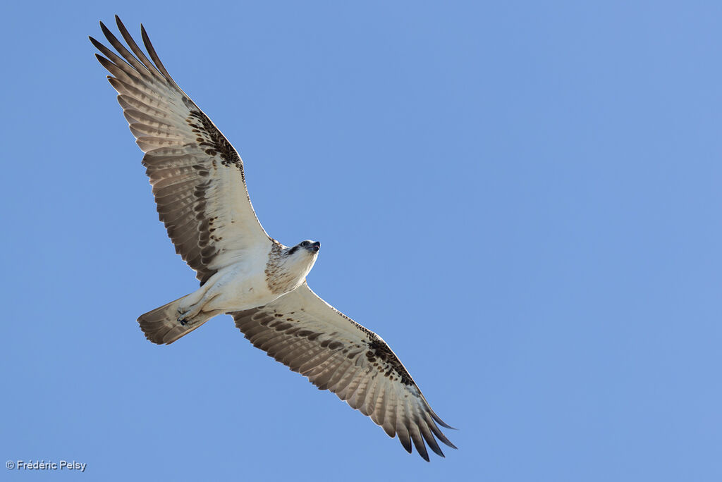 Balbuzard d'Australie