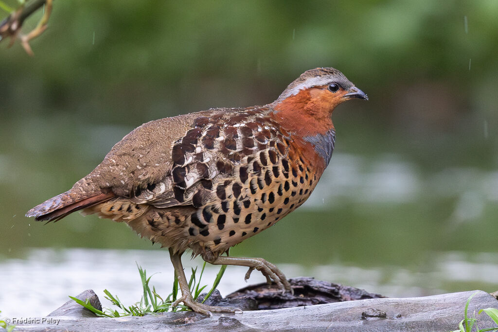 Chinese Bamboo Partridge