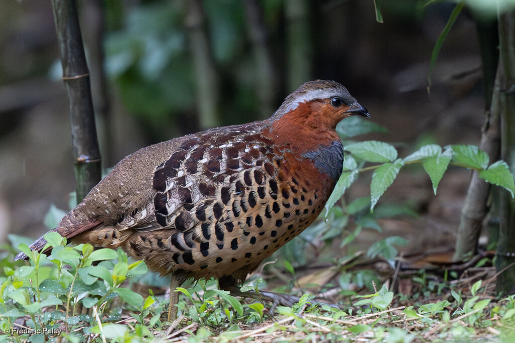 Chinese Bamboo Partridge