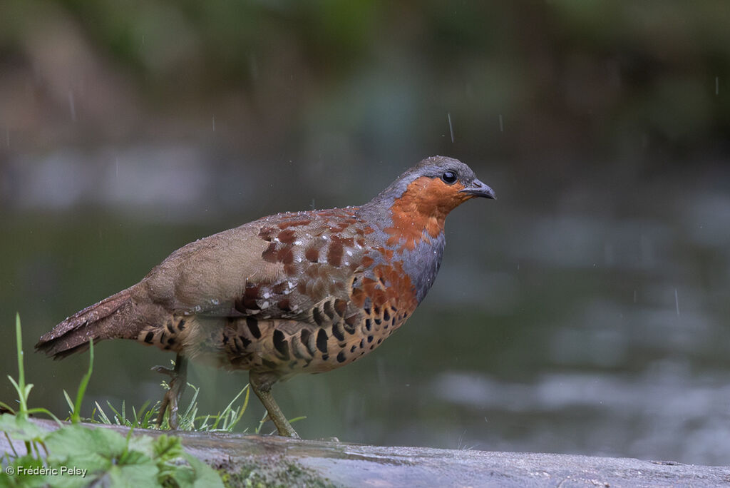 Chinese Bamboo Partridge