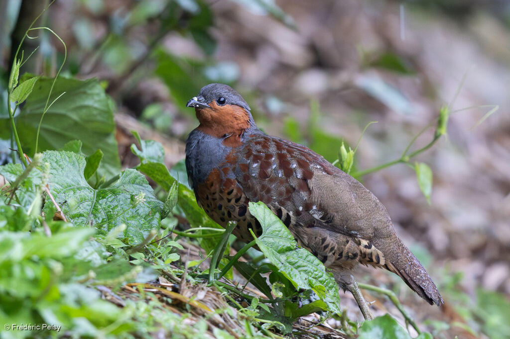 Chinese Bamboo Partridge