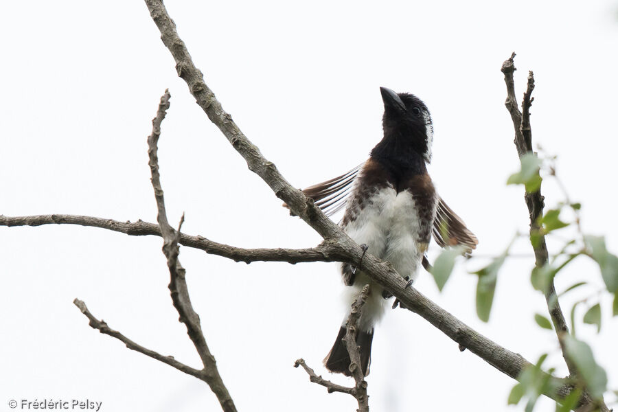 White-eared Barbetadult