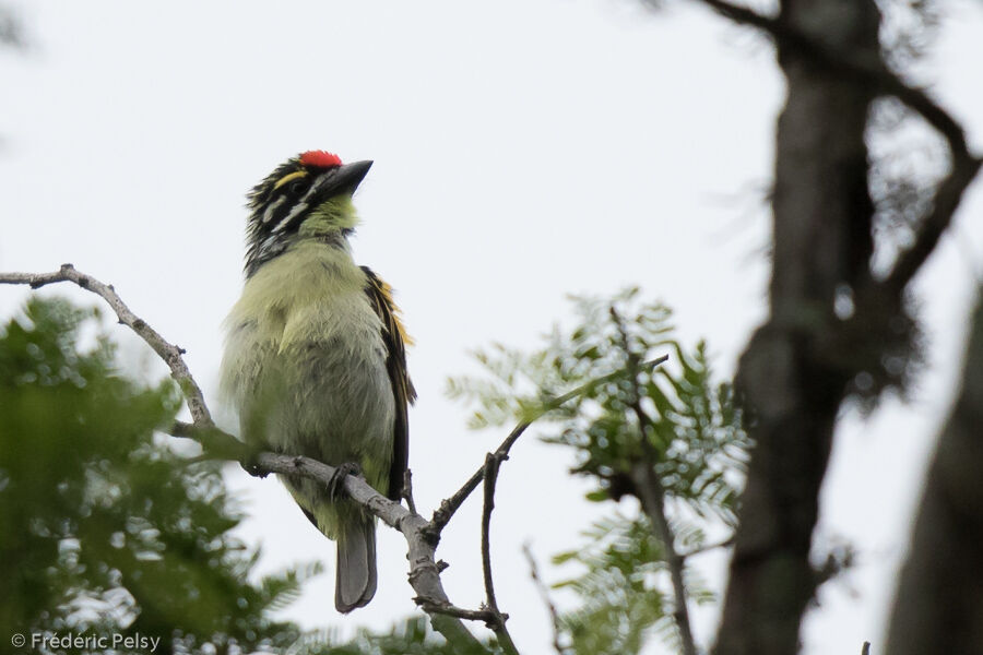 Southern Red-fronted Tinkerbirdadult