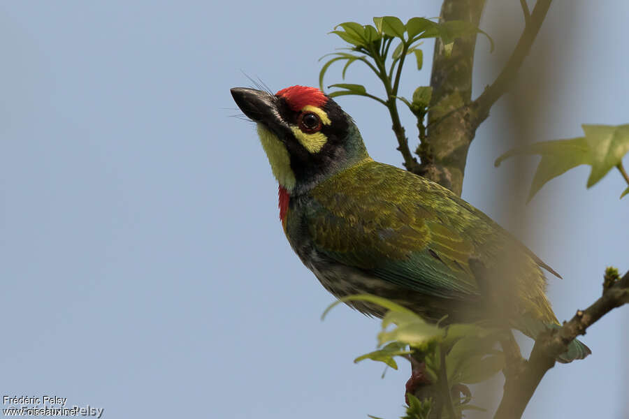 Coppersmith Barbetadult, aspect