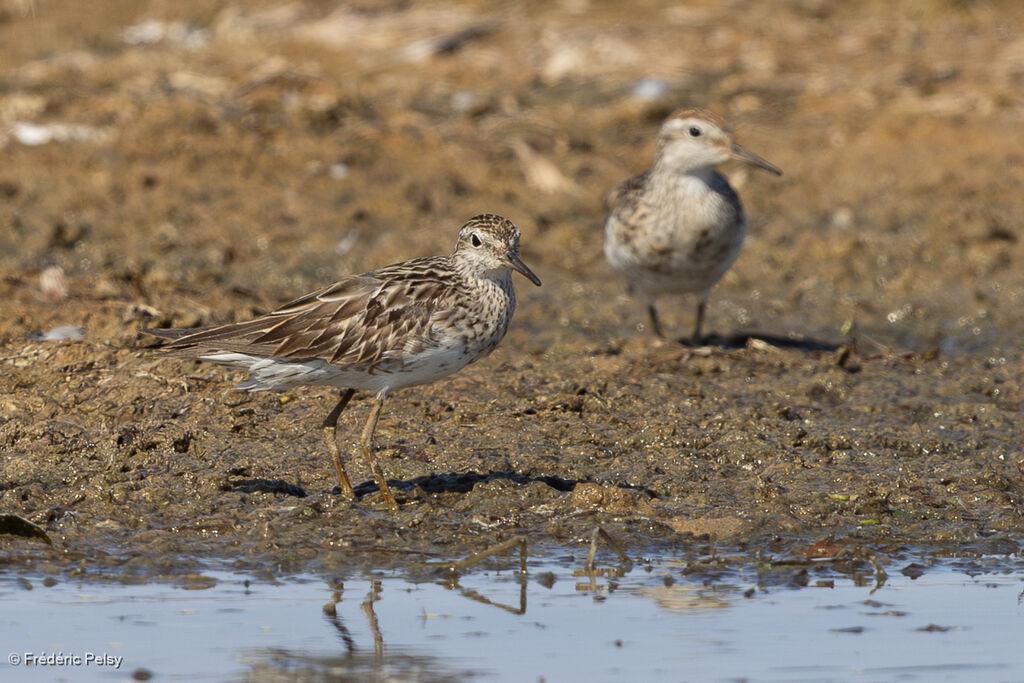 Bécasseau à queue pointue