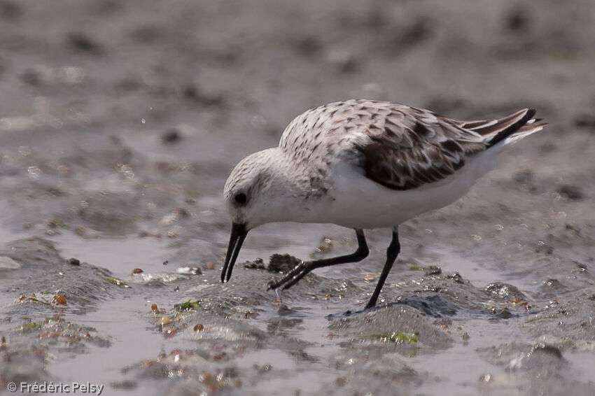 Sanderling