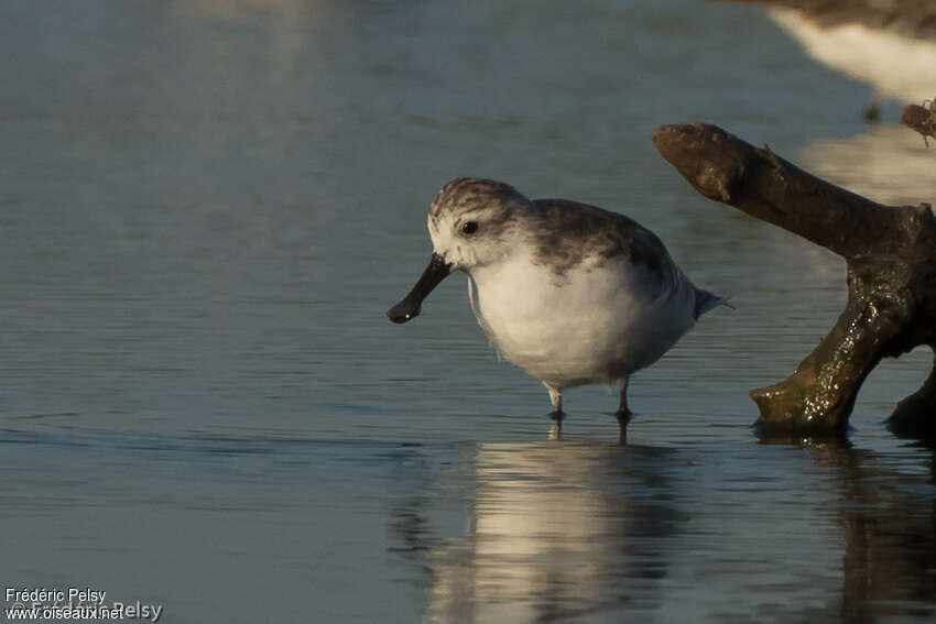 Spoon-billed Sandpiperadult post breeding, identification