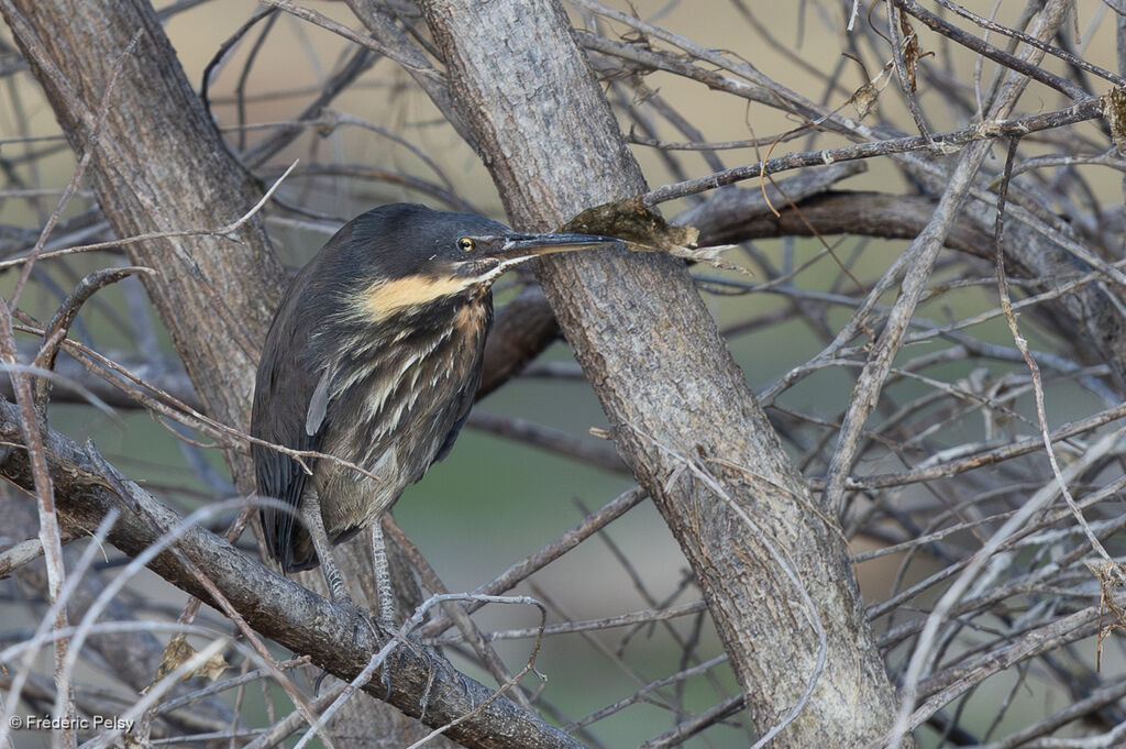 Blongios à cou jaune