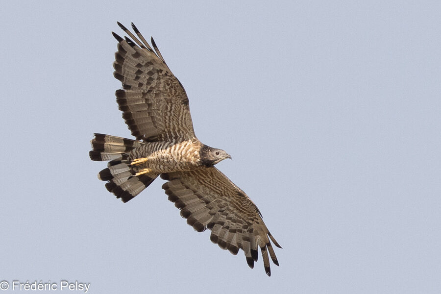 Crested Honey Buzzard male, Flight