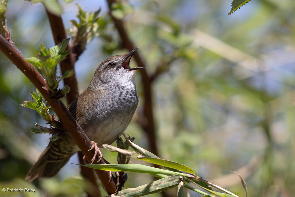Spotted Bush Warbler