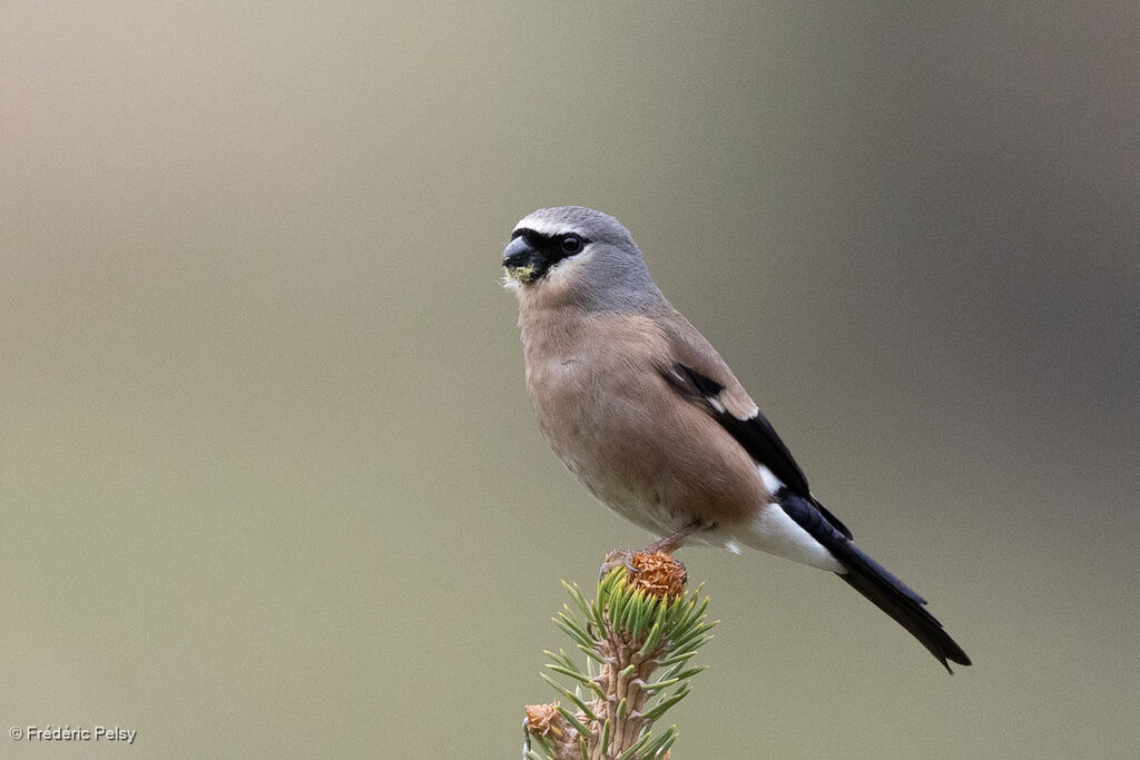 Bouvreuil à tête grise femelle