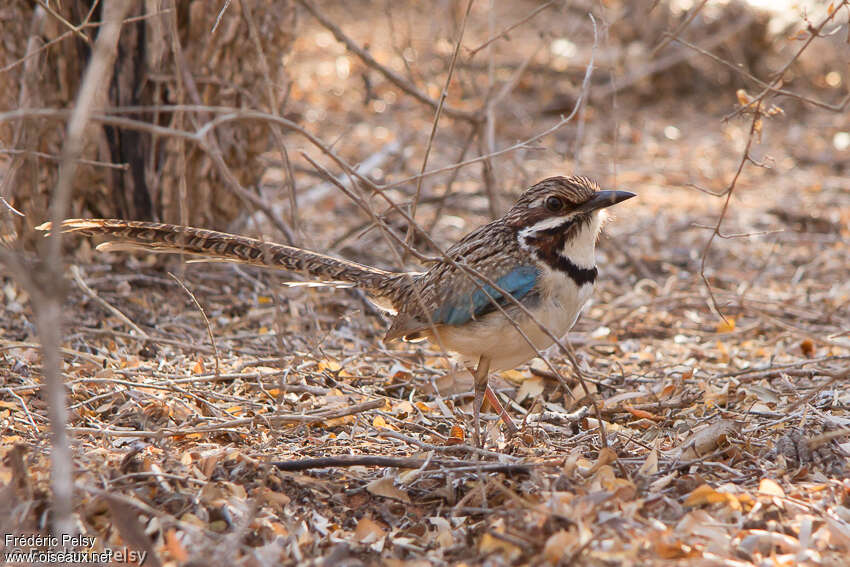 Brachyptérolle à longue queueadulte, identification