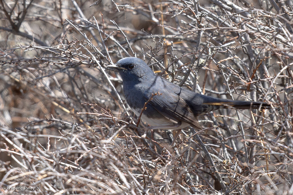 White-bellied Redstart