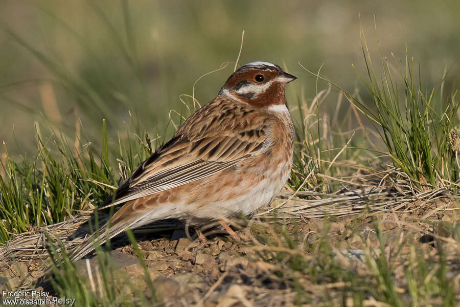 Pine Bunting male adult breeding, identification