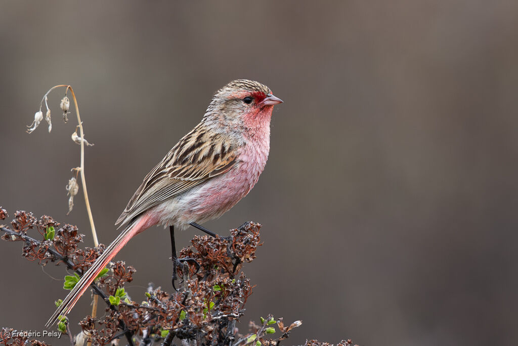 Przevalski's Finch