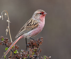 Bruselin de Przewalski