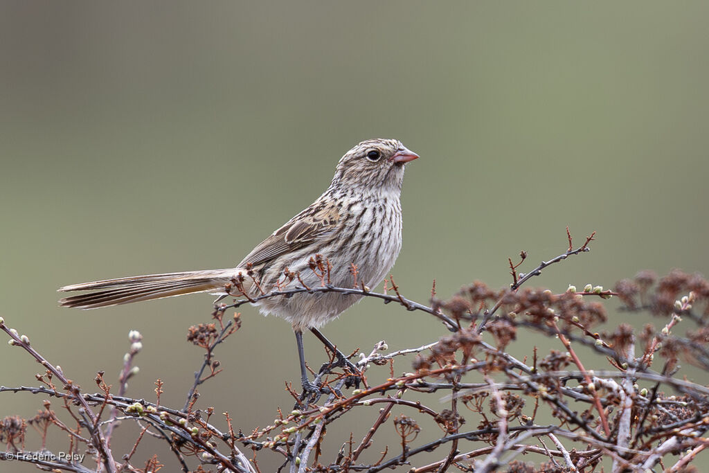 Przevalski's Finch