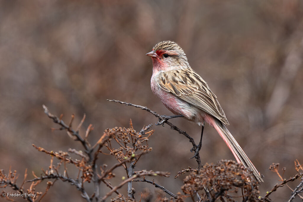 Przevalski's Finch