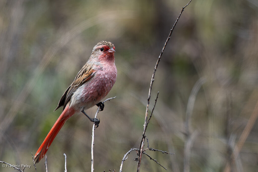 Przevalski's Finch