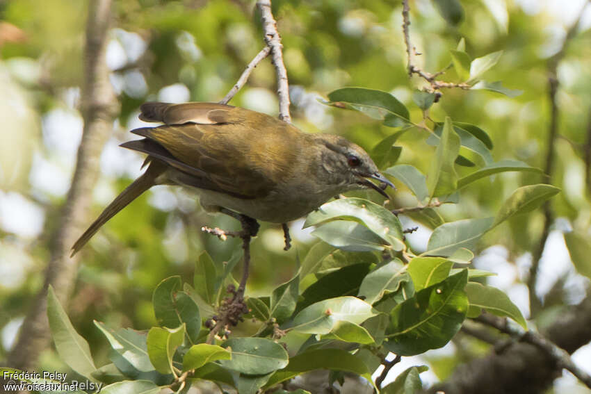Bulbul à bec grêleadulte