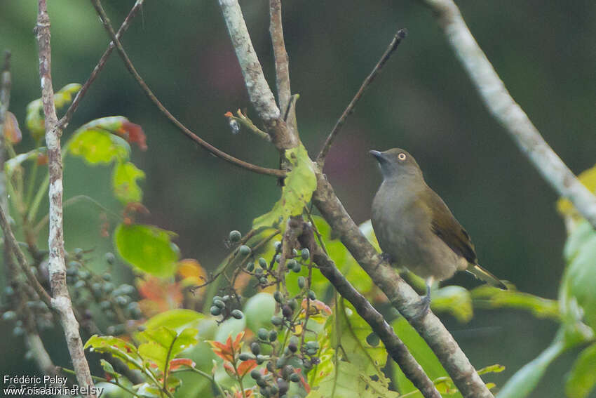 Bulbul à queue blancheadulte
