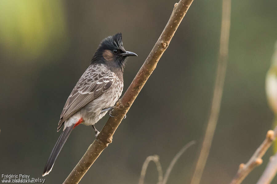 Bulbul à ventre rougeadulte, identification