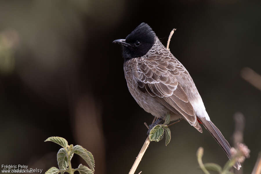 Red-vented Bulbuladult, identification