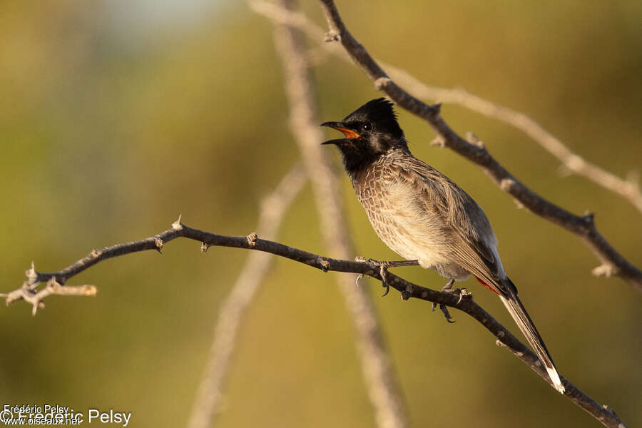 Red-vented Bulbuladult, song