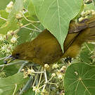Bulbul d'Halmahera