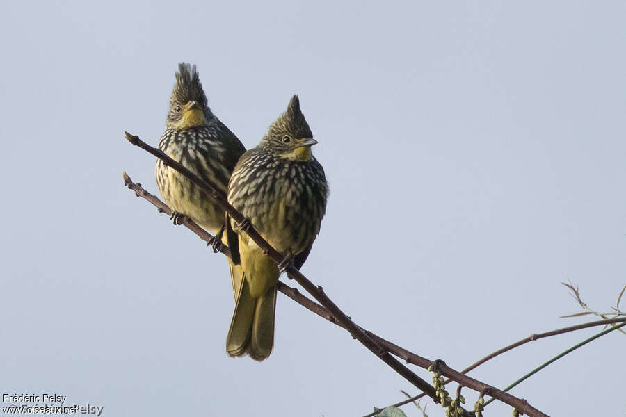 Bulbul striéadulte, Comportement