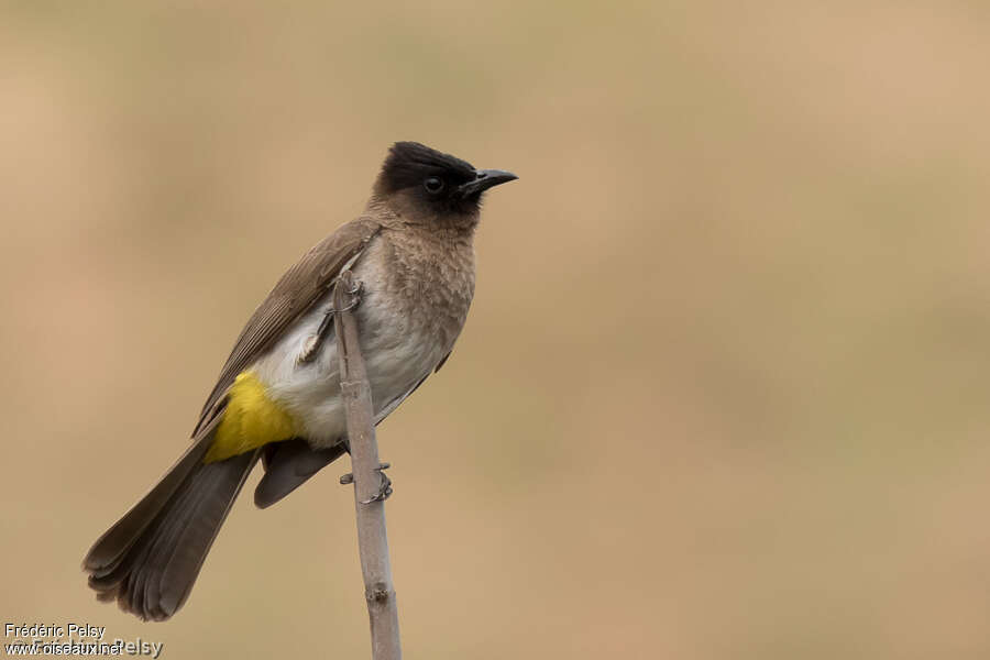 Dark-capped Bulbuladult