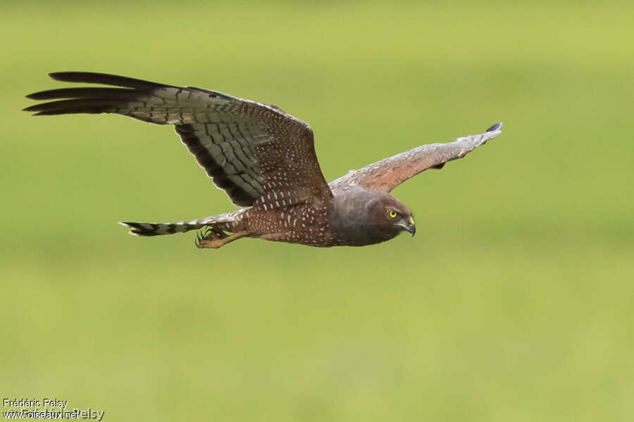 Spotted Harrieradult, identification