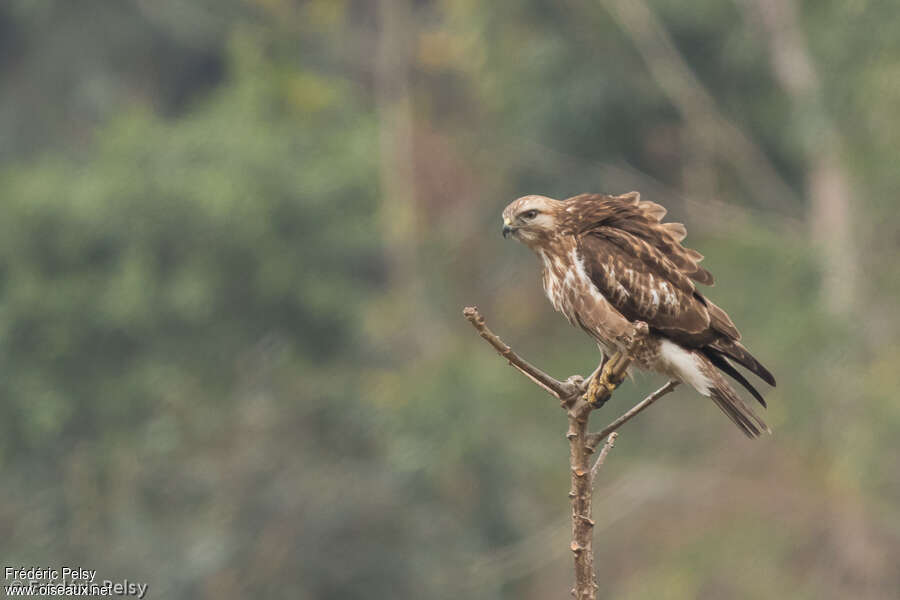 Buse de l'Himalaya