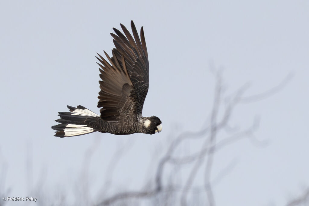 Carnaby's Black Cockatoo