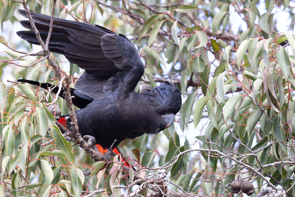 Red-tailed Black Cockatoo