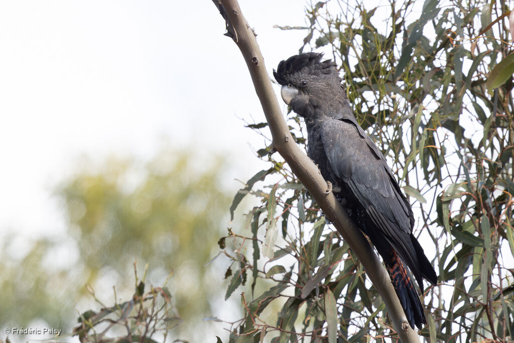 Red-tailed Black Cockatoo